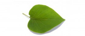 Varicose Veins Treatment Options