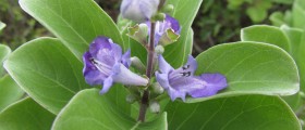 Using Vitex To Increase Your Fertility
