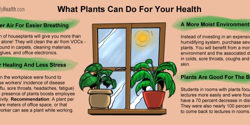 What Plants Can Do For Your Health