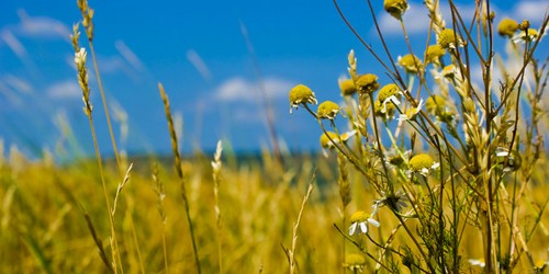The Pros And Cons Of Eating Wheat