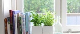 Herbs at Home: Herbs Grown in a Window Pot
