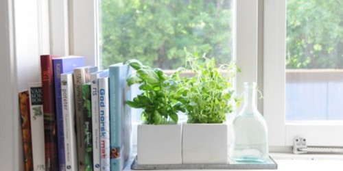 Herbs at Home: Herbs Grown in a Window Pot