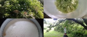 How To Make Your Own Elder Flower Wine