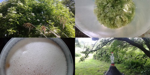 How To Make Your Own Elder Flower Wine