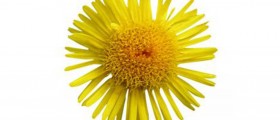 Pollen Allergy Treatment