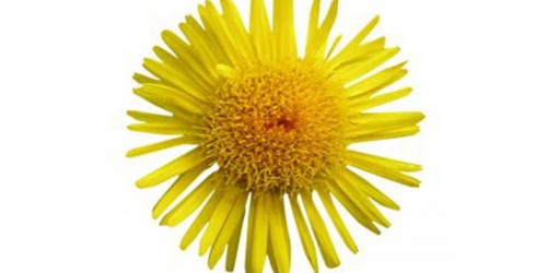 Pollen Allergy Treatment