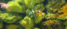 DNA From Other Creatures May Be Secret to Regeneration of Lost Limbs