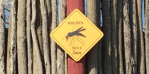 Could The Zika Virus Be Responsible For A Serious Autoimmune Brain Disorder In Adults Too?