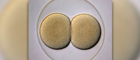 Embryo adoption stories