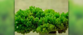 A case for mineral supplementation