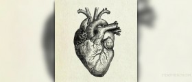 A labeled diagram of the human heart
