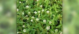About bacopa benefits
