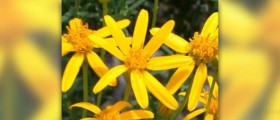About damiana herb