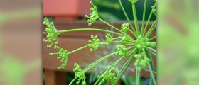 About dill weed