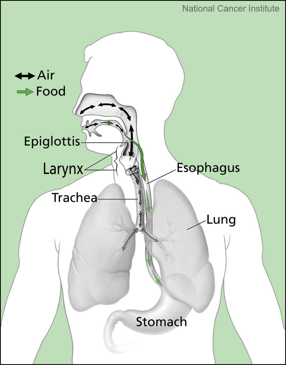About Epiglottis Function 