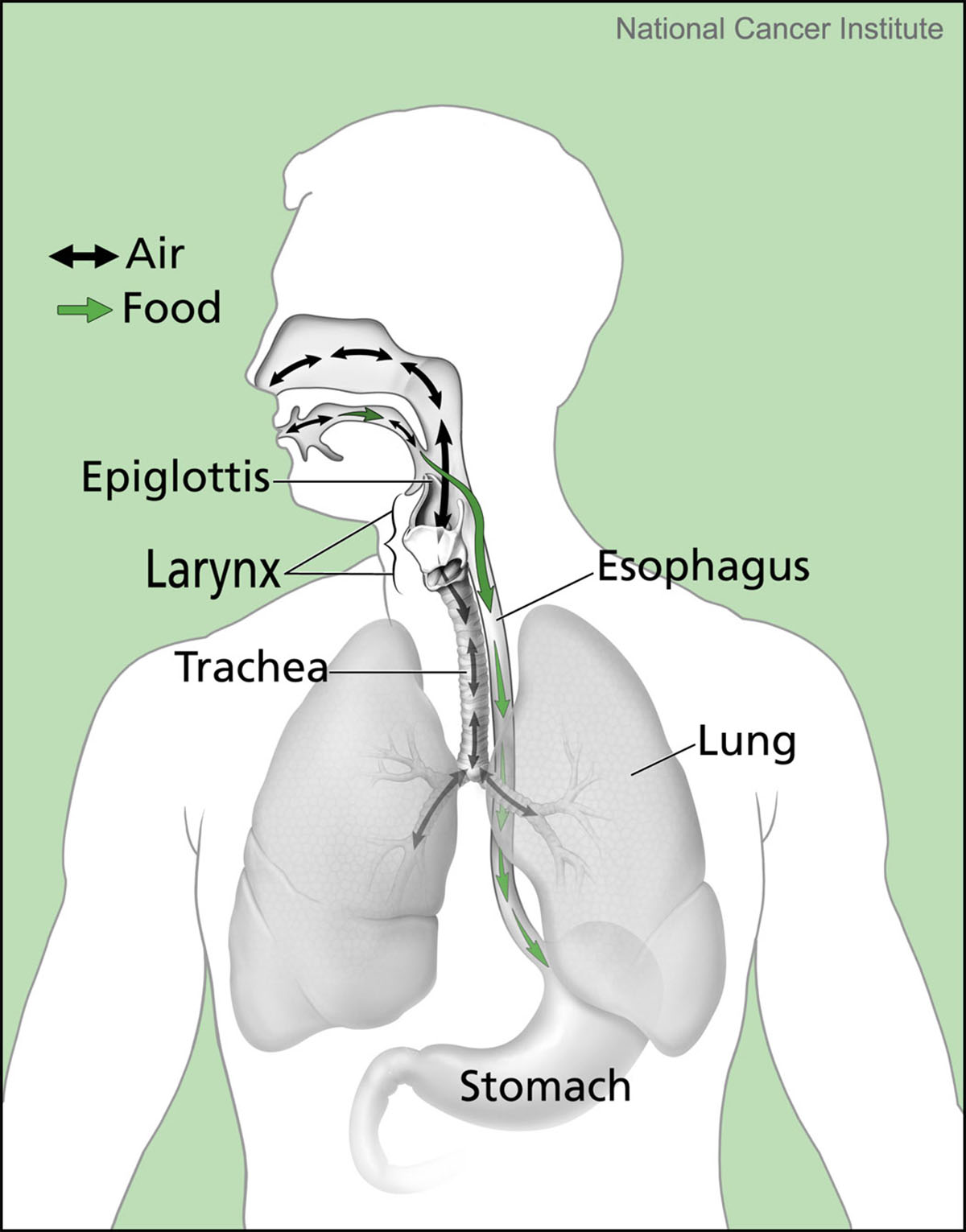 about-epiglottis-function-general-center-steadyhealth