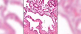 About gallbladder function