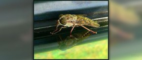About horsefly control