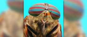 About horsefly facts