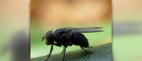 About horsefly repellent