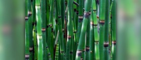 About horsetail extract