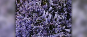 About lavender uses