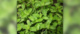 About oregano tea