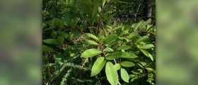 About poison sumac