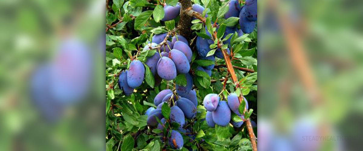 about-prunes-nutrition-general-center-steadyhealth