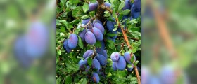 About prunes nutrition