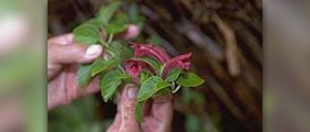 About skullcap benefits