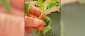 About stevia sweetener