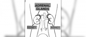 Adrenal gland malfunction