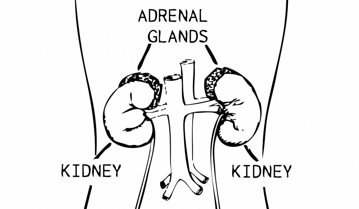 function of adrenal glands in urinary system