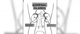 Adrenal insufficiency facts