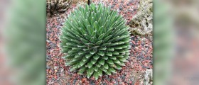 Agave nectar health benefits