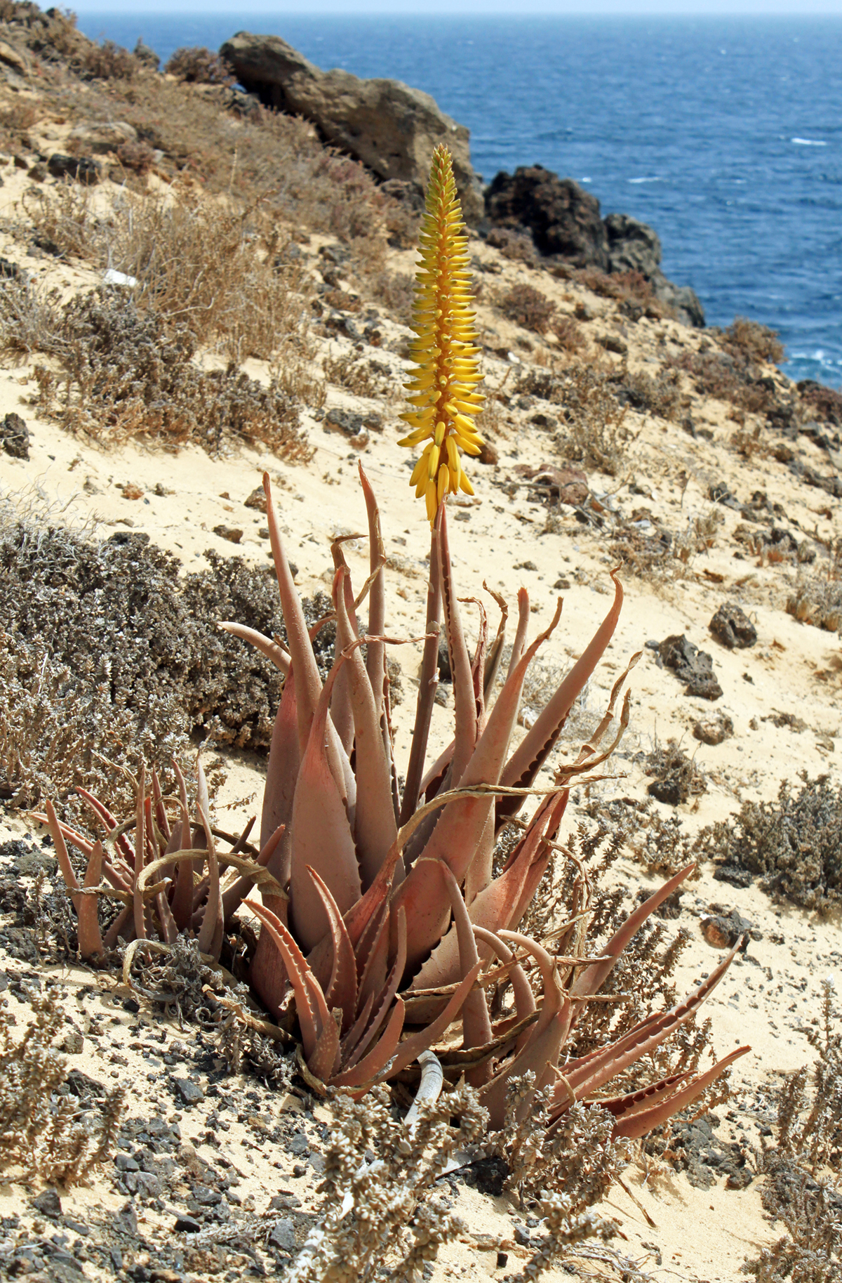 Soothing Serenity: Barbadensis Aloe Vera Plant For Health And Well-being