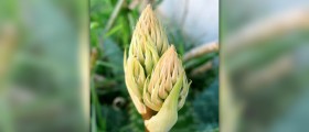 Aloe vera for constipation relief