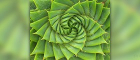 Aloe vera for hair