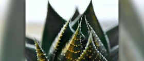 Aloe vera gel for skin