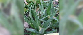 Aloe vera juice benefits