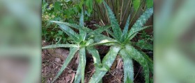 Aloe vera plant benefits