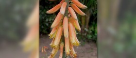 Aloe vera: the homicide of hair loss