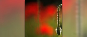 Alternative erectile dysfunction treatments