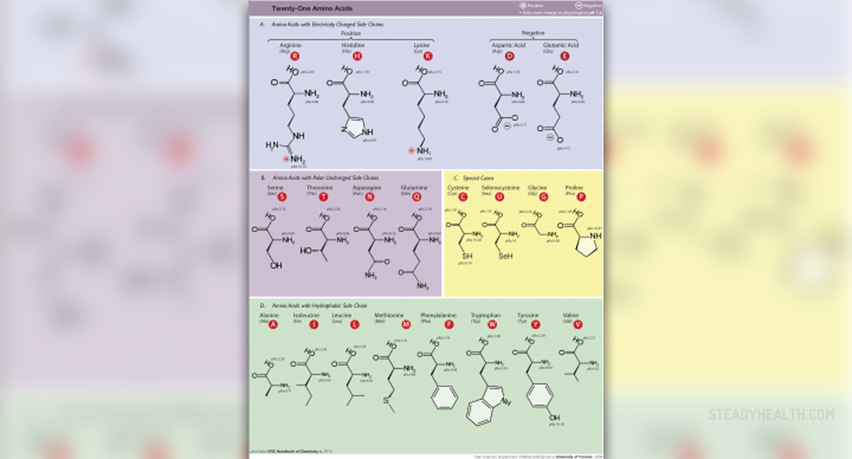 Amino acids benefits | General center | SteadyHealth.com