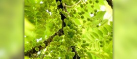 Amla - herbal gift from india