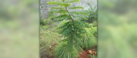 Amla oil facts