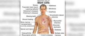 An introduction to adult stem cells