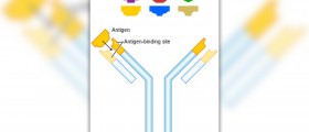 Anti Cardiolipid (ACL) Antibodies and Miscarriage