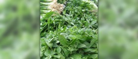 Anti inflammatory herbs